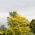 Gleditsia triacanthos 'Sunburst'